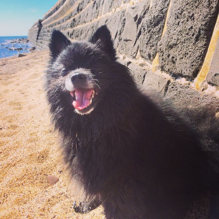 Dog Beaches Are The Best