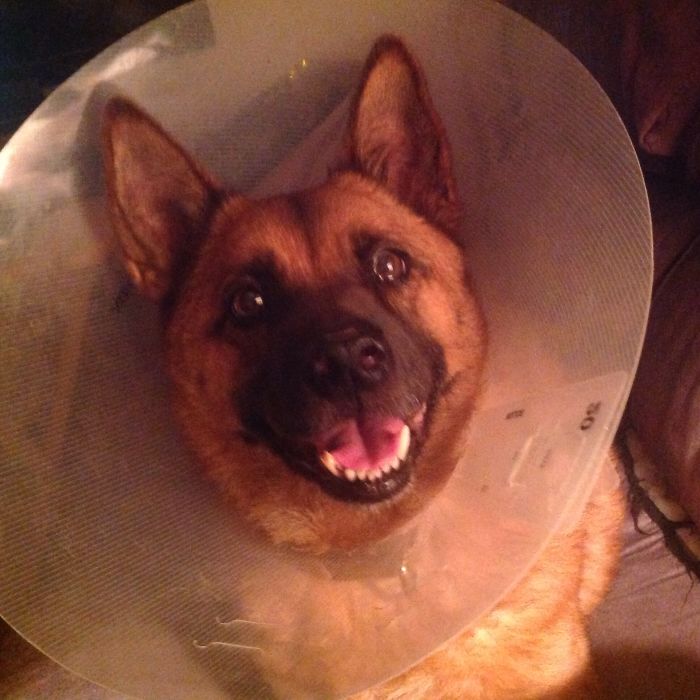 Not Even A Cone Of Shame Can Stop Her Happy!