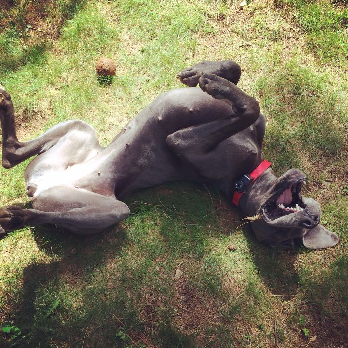 Goofy Great Dane Grin