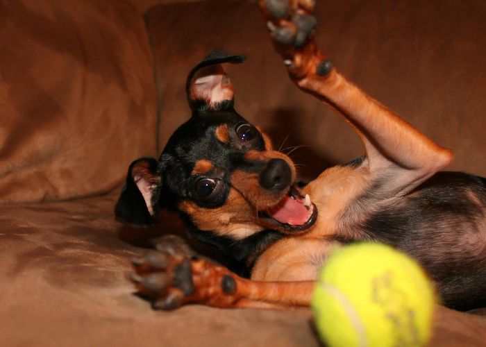 A Dog + Her Ball = Pure Joy