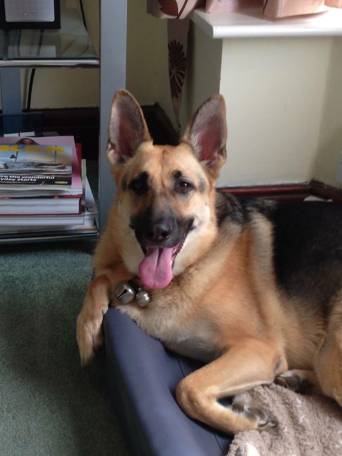 Guide Dog Ollie After Play Time In The Park - Very Happy!