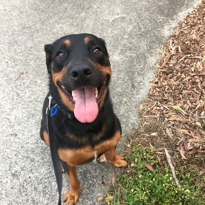 Smiles When Going For Walkies