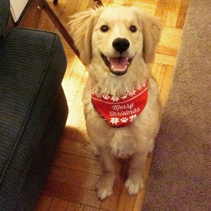 Hugo The Goldendoodle Loves Christmas.