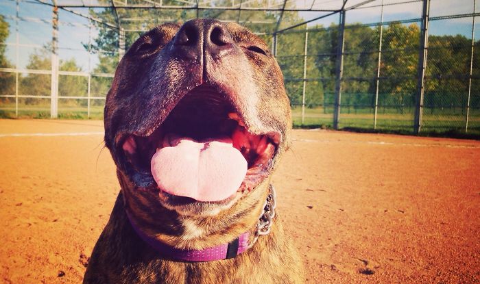 Beautiful Baseball Dog