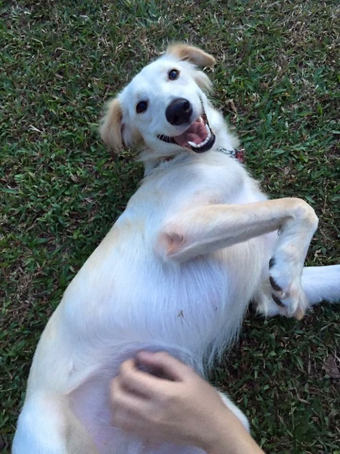 Happy Belly Rub!