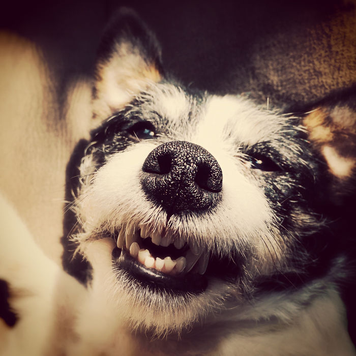 Happy Jack Russel