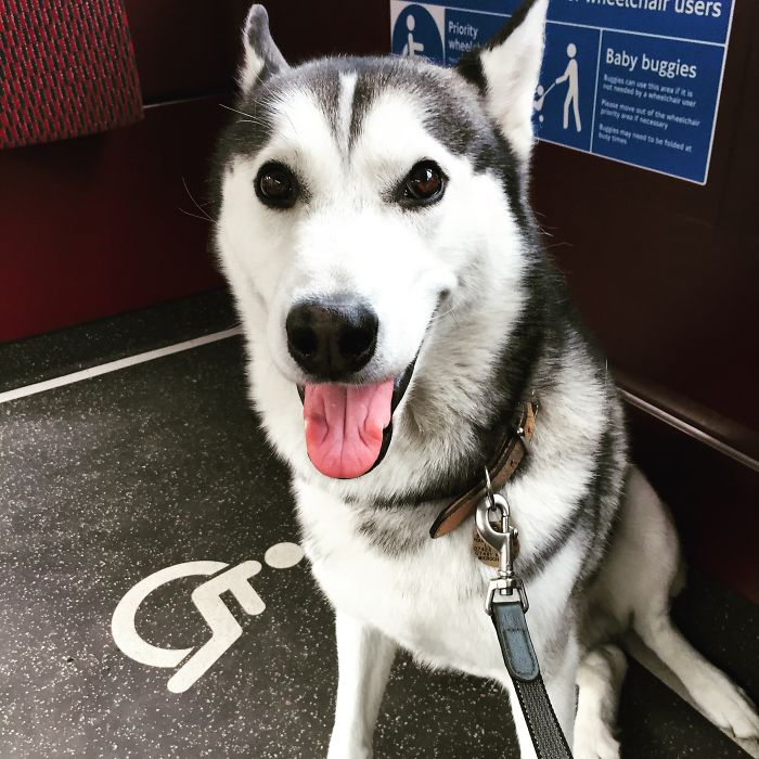 Happy Husky Is A Happy Husky