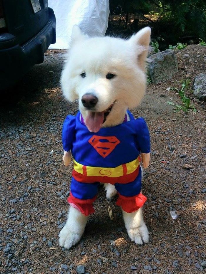 Superdog