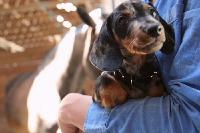 Smiling Sausage :)