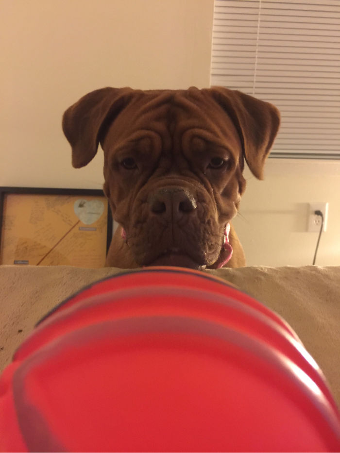 My French Mastiff Penny & Her Favorite Ball!