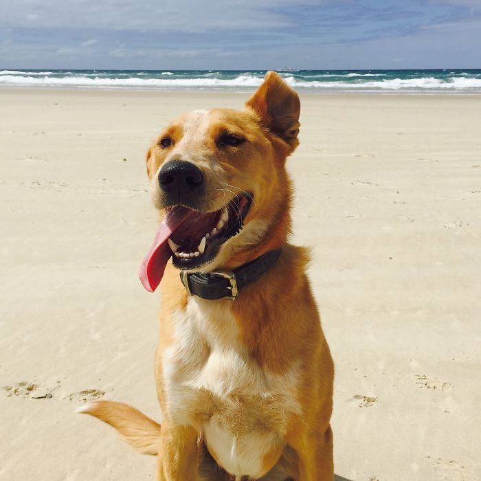 Beaches Make Aussie Dogs Smile!