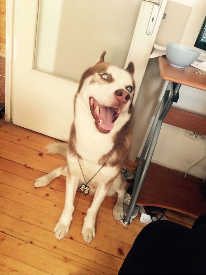 Husky Smile