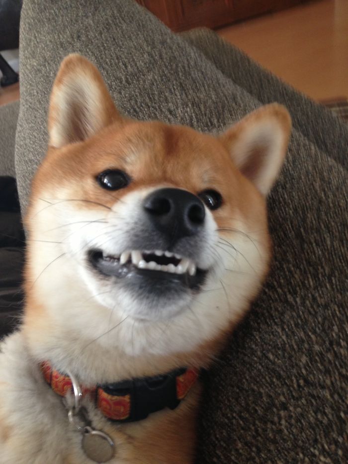 Shiba Smile