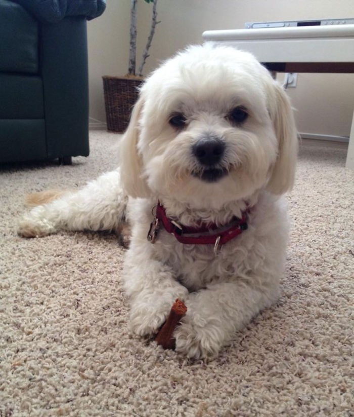 My Dog Smiling After Getting A Treat