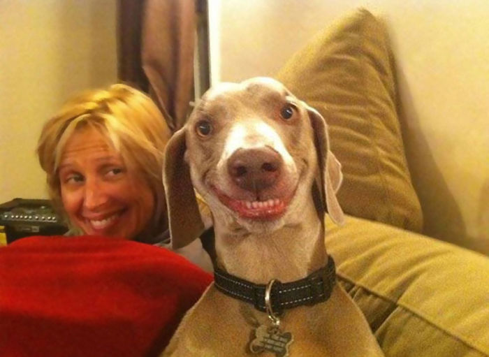 Smiling Dog