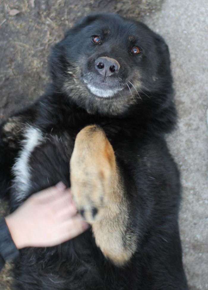 Smiling Dog