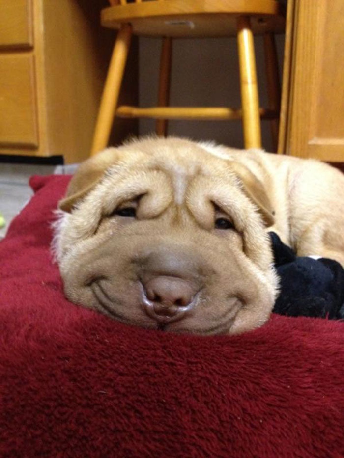 Smiling Dog