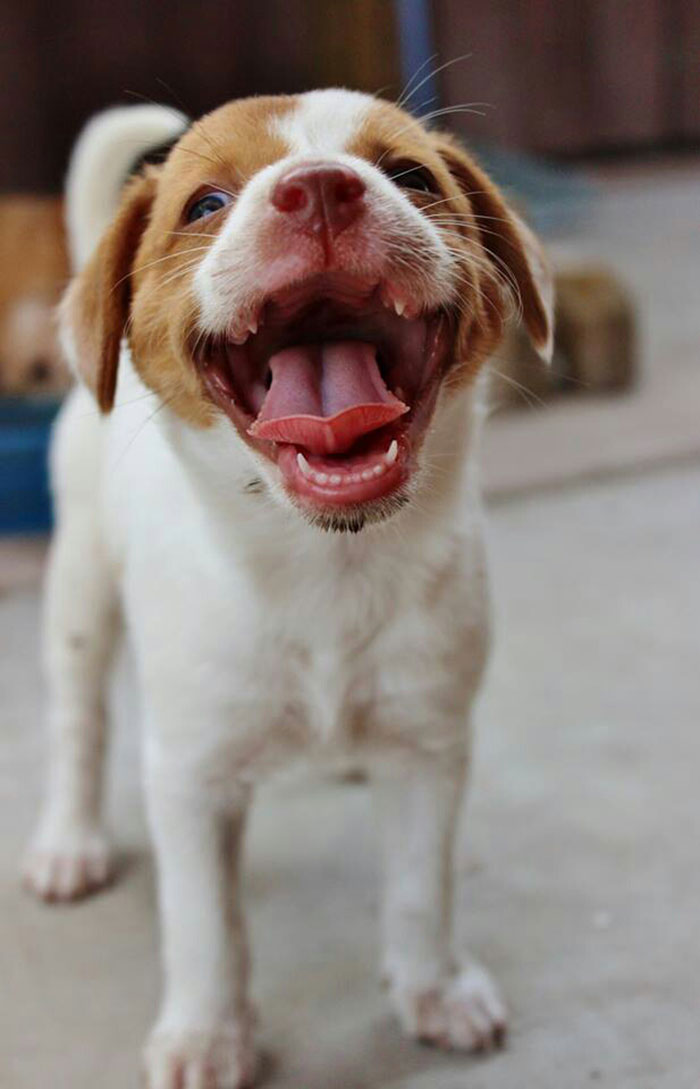 A Friend Told Her Dog To Smile And This Happened