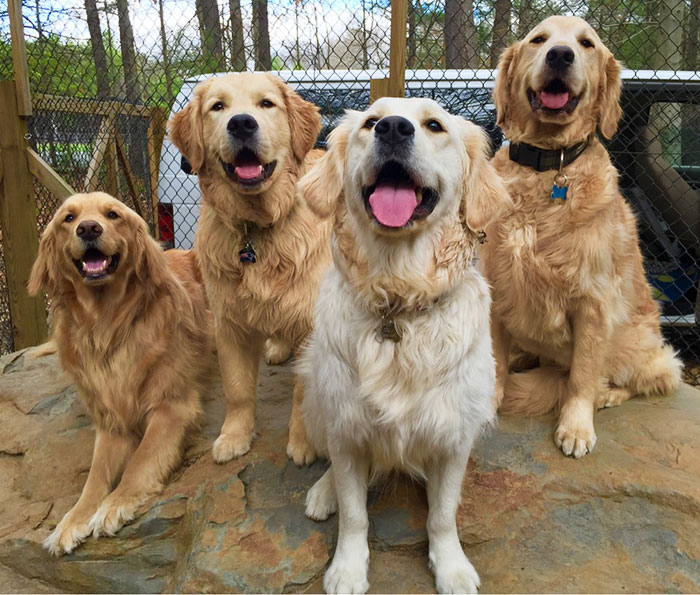 Happy Goldens