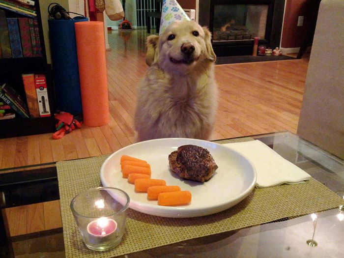 Every Dog Should Be Treated Like This On Its Birthday