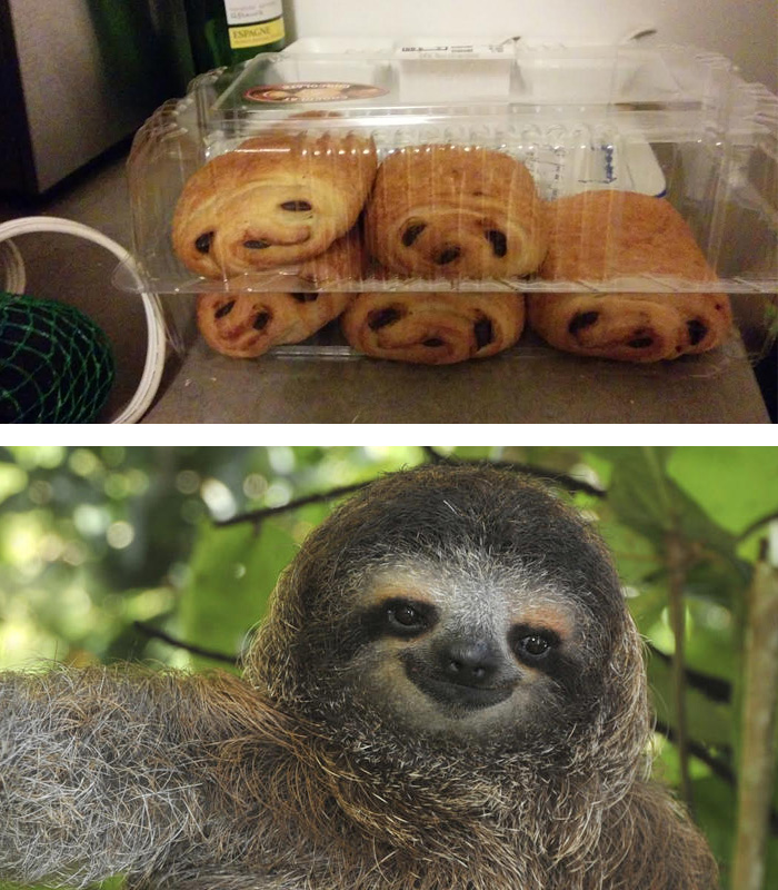 My Chocolate Croissants Look Like Little Sloths