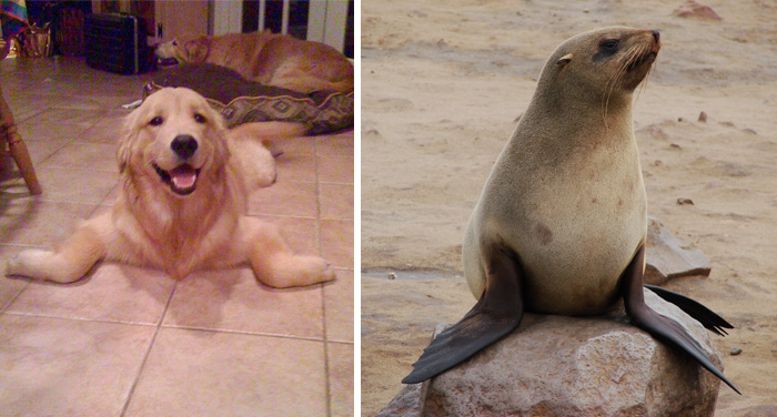 My Friend's Dog Wishes He Was A Seal