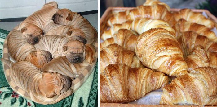 These Shar-Pei Puppies Look Like French Croissants