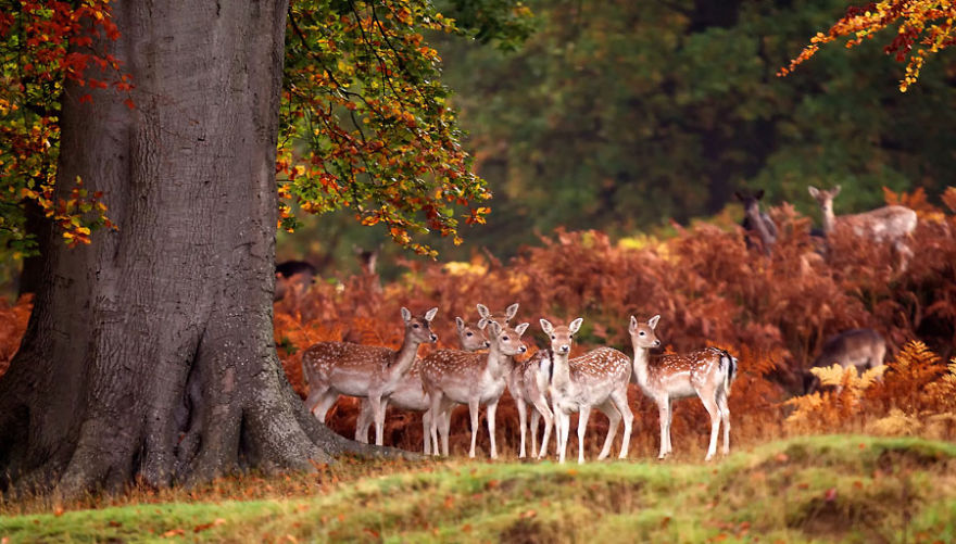 Deers In Autumn