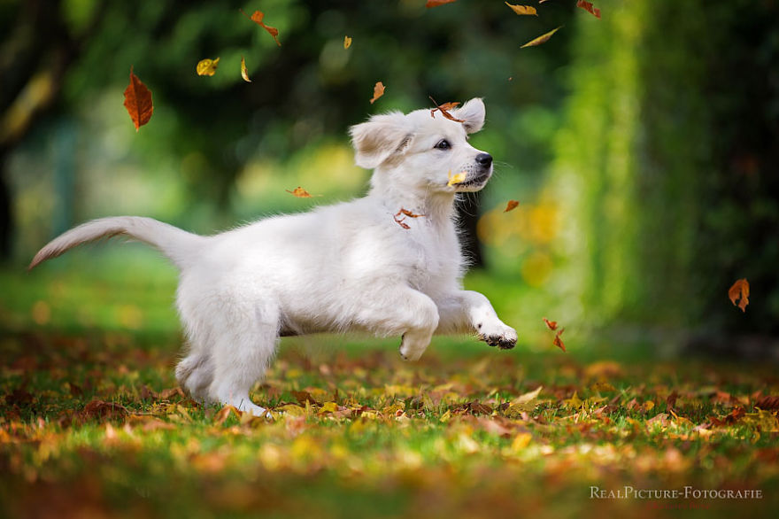 Catching Autumn Leaves