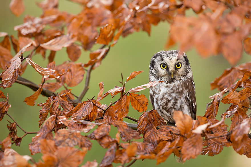 Autumn Animals