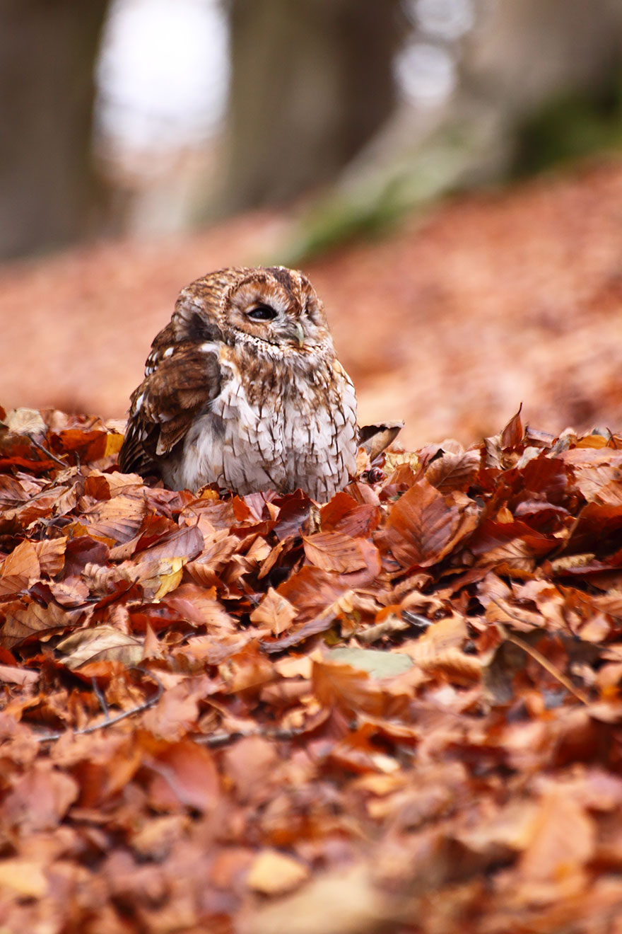 Autumn Animals