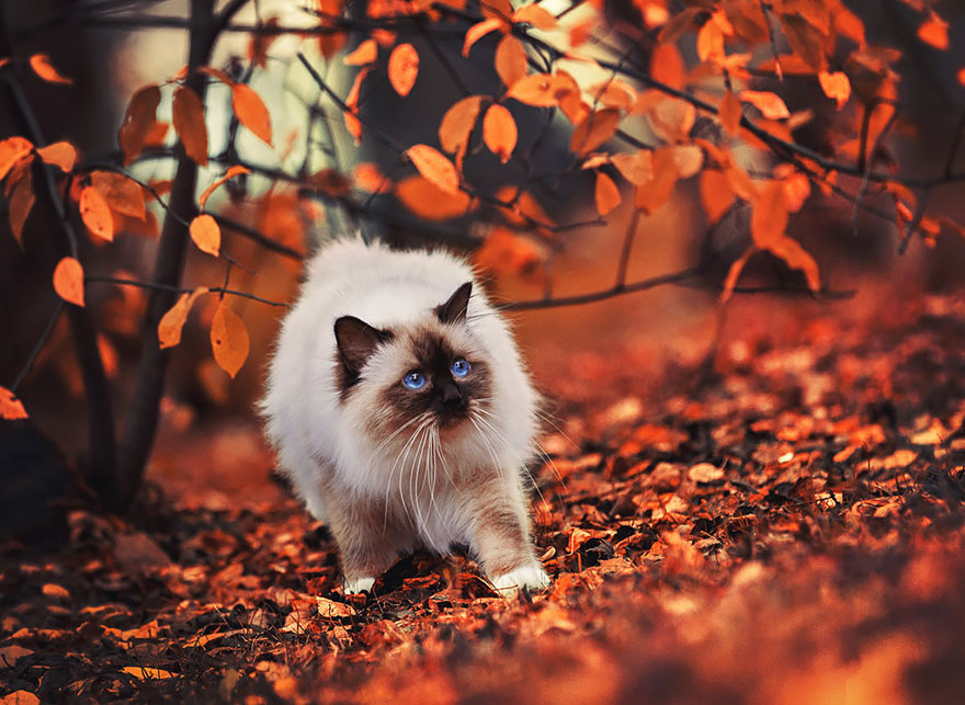 Autumn Animals