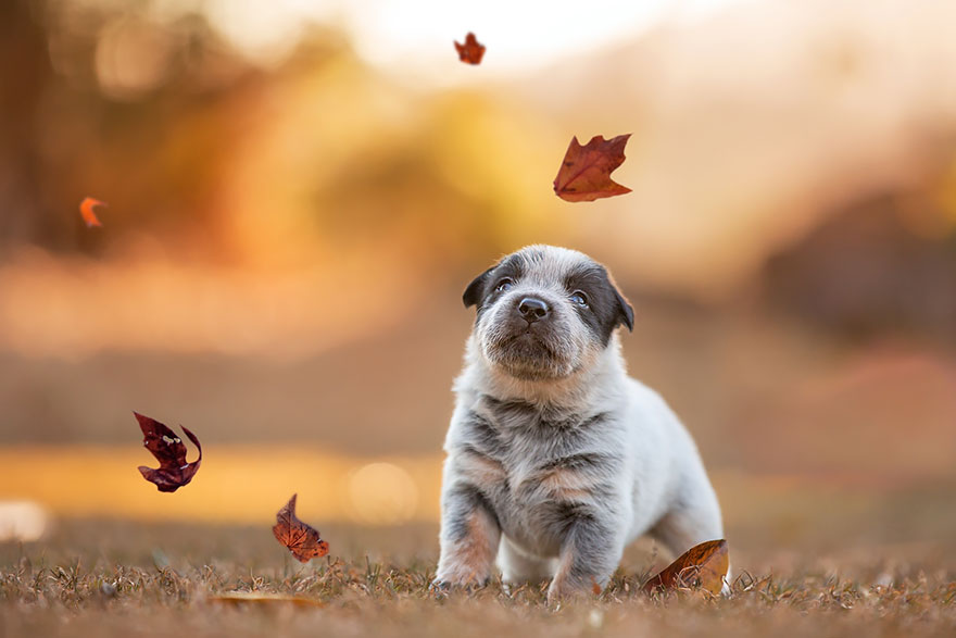 Autumn Animals