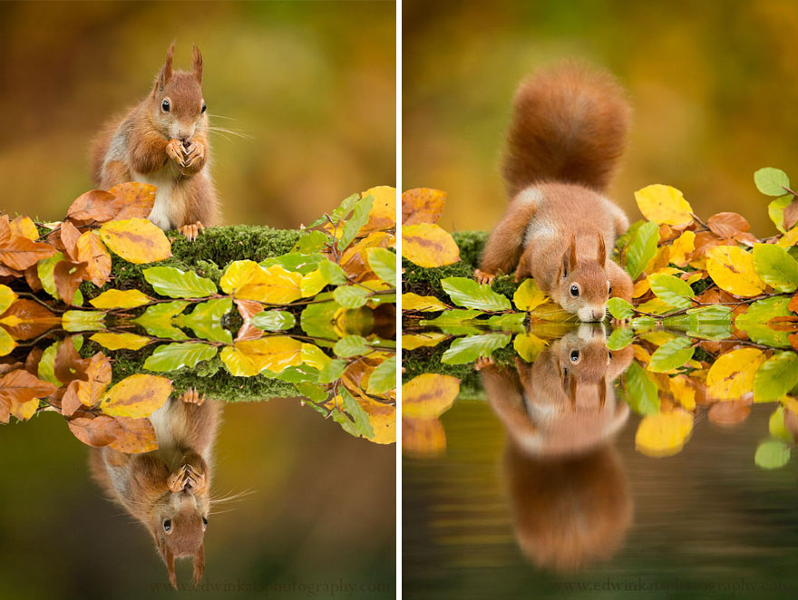 Autumn Animals