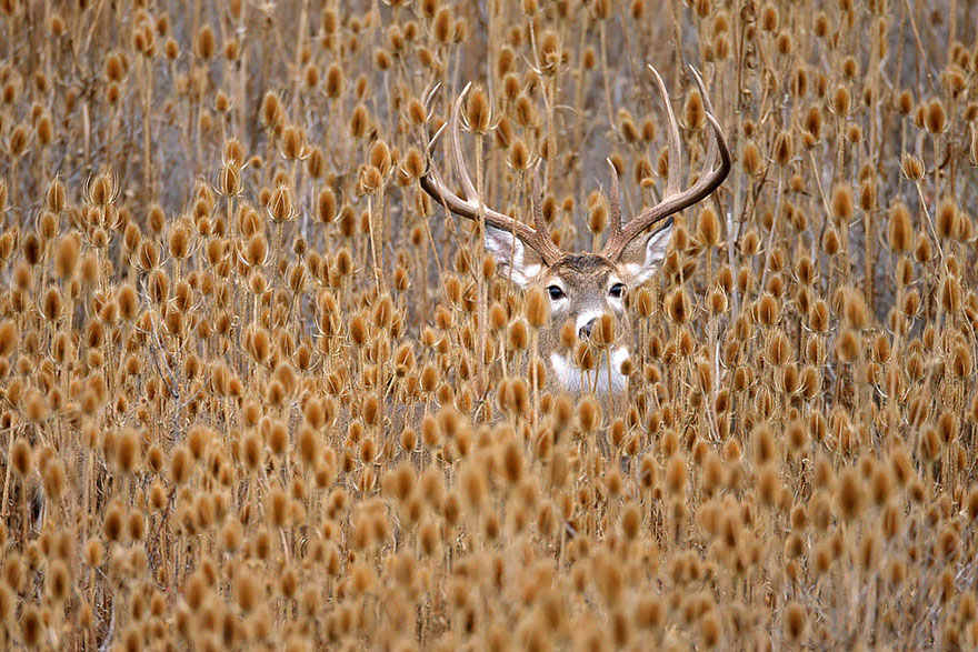 Autumn Animals