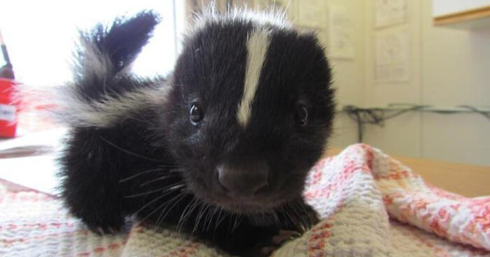 154 Of The Cutest Baby Animals Of All Time Bored Panda