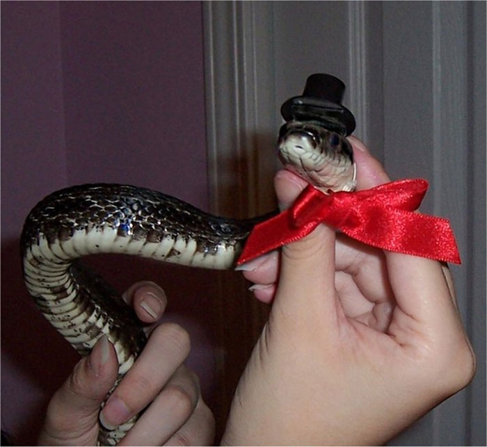 Snake In A Hat