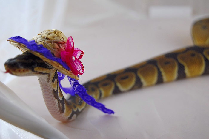 Snake In A Hat