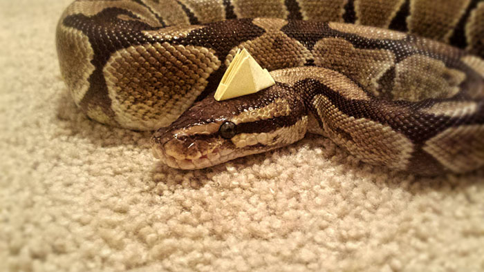 Paper Top Python!