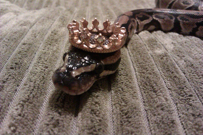 Snake In A Hat