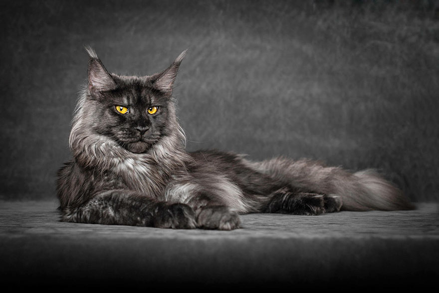 Maine Coon Cat