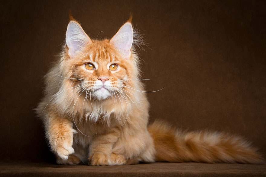 Maine Coon Cat