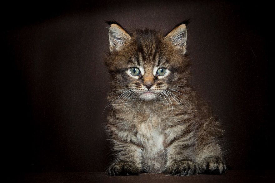 Maine Coon Cat