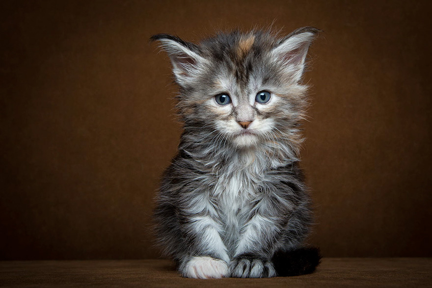 Maine Coon Cat