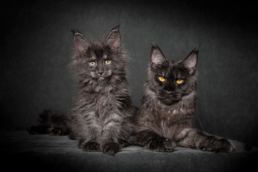 Maine Coon Cat