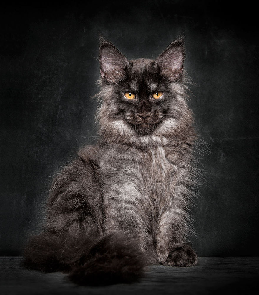 Maine Coon Cat