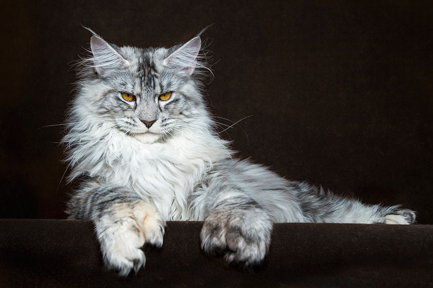 Maine Coon Cat