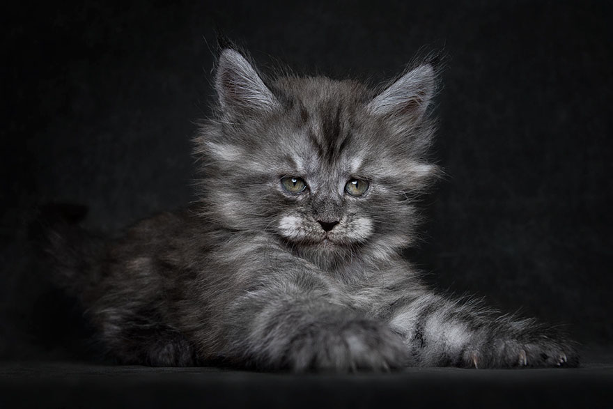 Maine Coon Cat