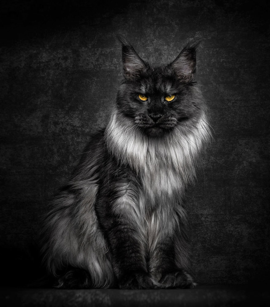 Maine Coon Cat