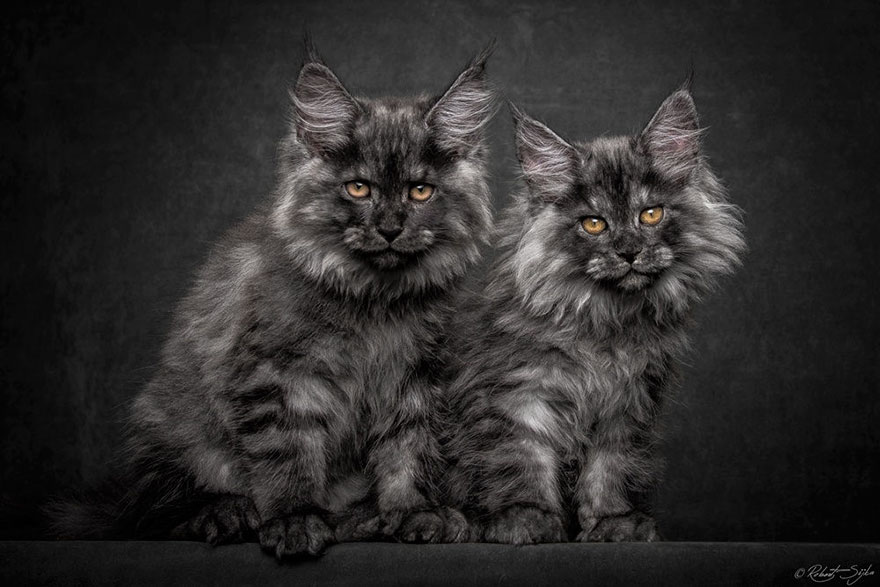 Maine Coon Cat